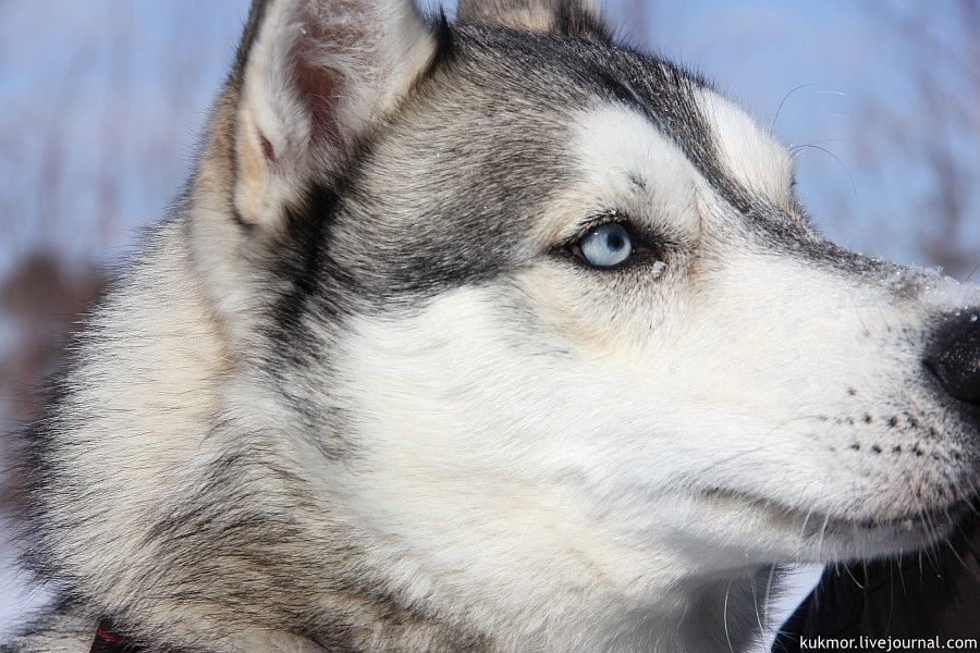 It is always nice to meet husky. Beautiful dogs!