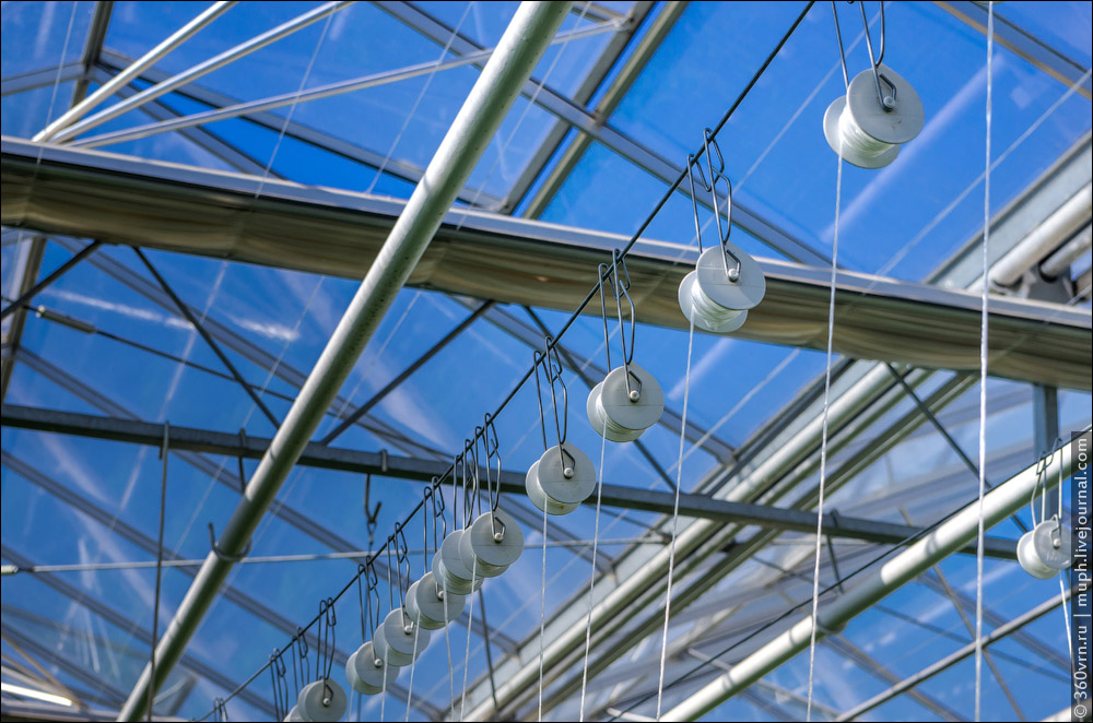 In a greenhouse facility tomatoes grow up to 14 meters high (46 feet), and women put them on specifi...